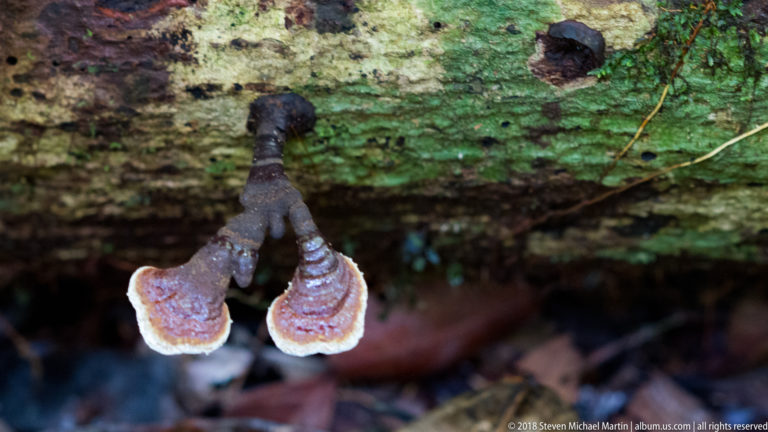 Two bracket fungi projecting from the underside of a green-stained decaying log.