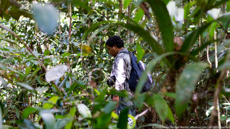 Person in outdoor clothing moving through dense rainforest vegetation, partly obscured by leaves.