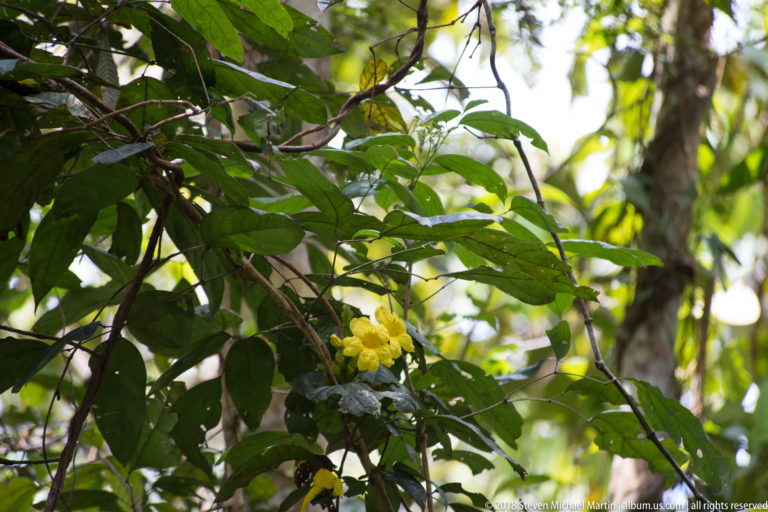 Yellow flower clusters dispersed through a leafy climbing plant in dense rainforest understory.