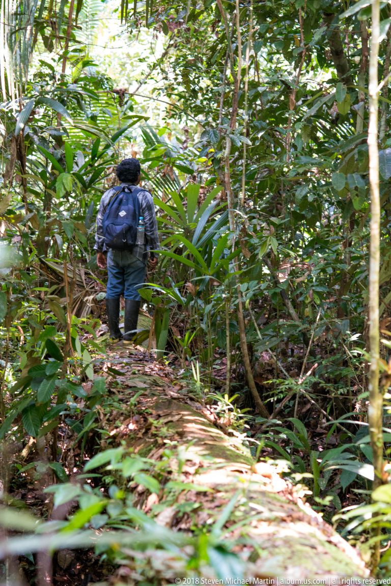 Visitor walking away on a narrow trail through dense green rainforest understory.