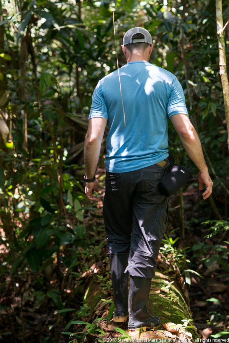 Rear view of a visitor walking away along a mossy fallen-log path through dense rainforest.