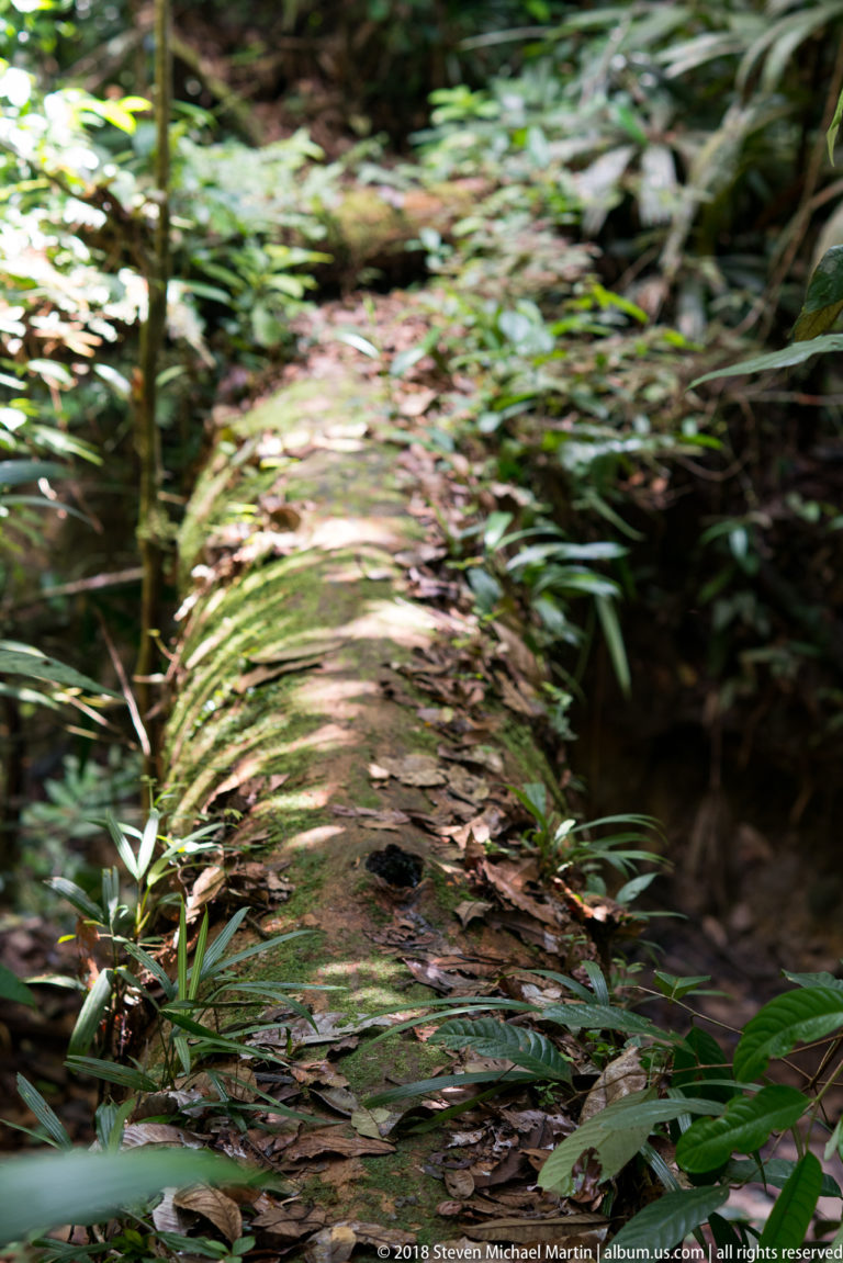 Mossy fallen tree trunk forming a narrow raised path through dense rainforest vegetation.