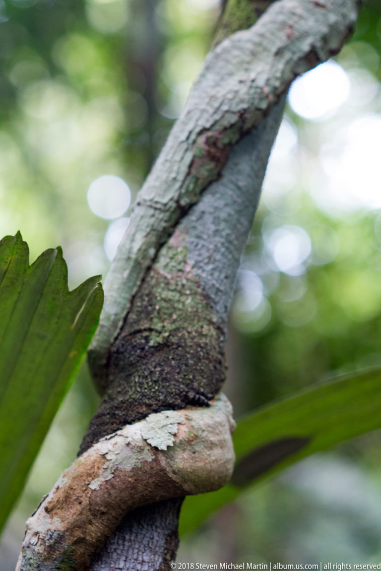 Thick woody liana wrapped diagonally around a pale smooth-barked rainforest tree trunk.