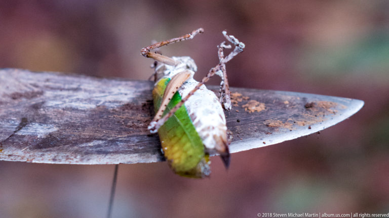 Large green-winged orthopteran with long legs resting on the flat metal blade of a machete.