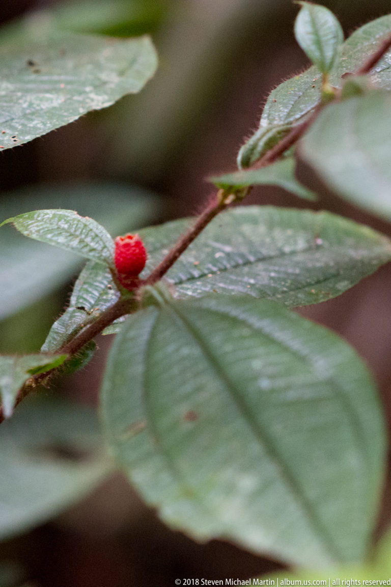 Single bright red berry on a slender stem among broad veined green rainforest leaves.