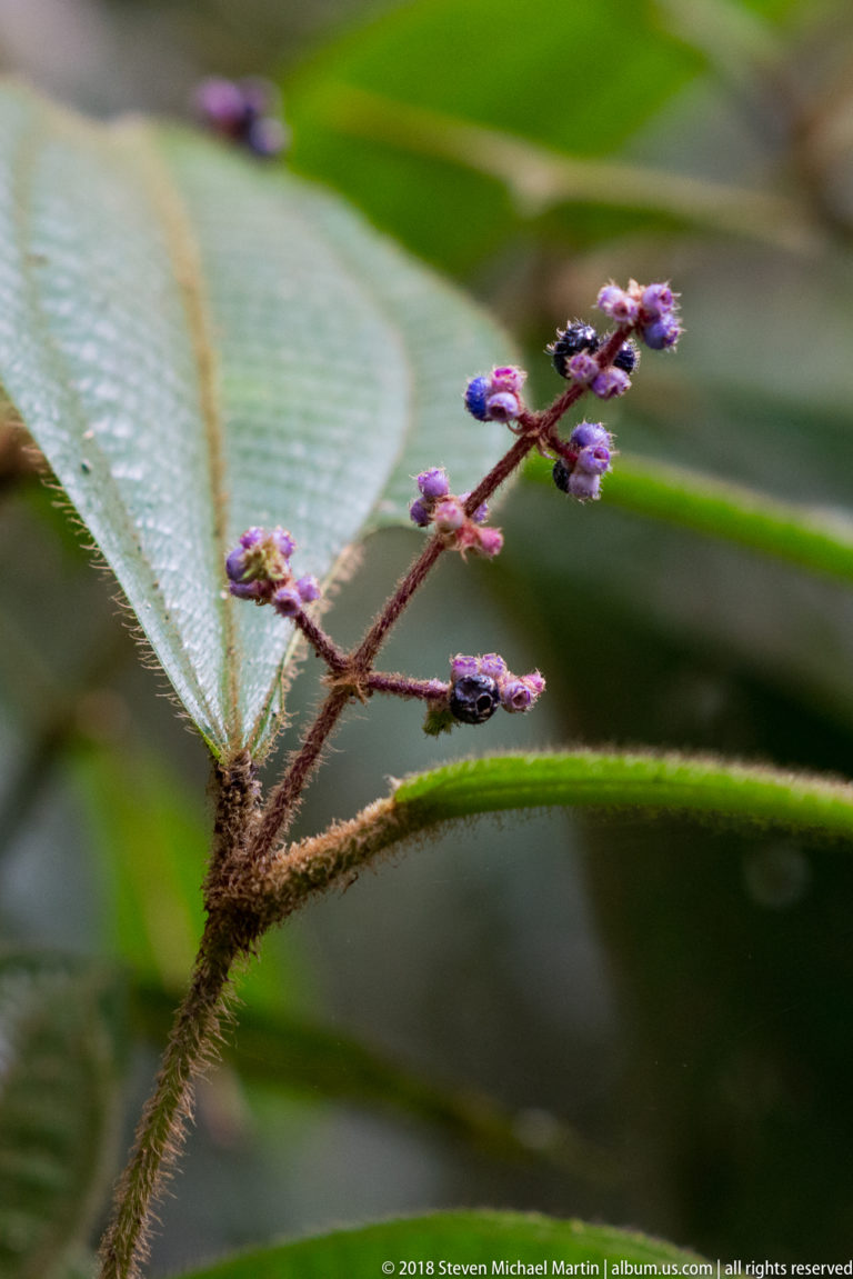 Cluster of small purple flower buds on a reddish hairy stem above broad green leaves.
