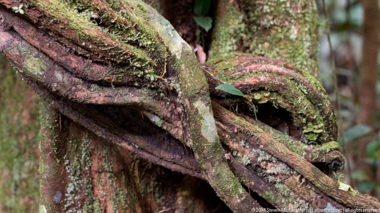 Thick moss-covered lianas intertwined around a rainforest tree trunk in a close textured view.