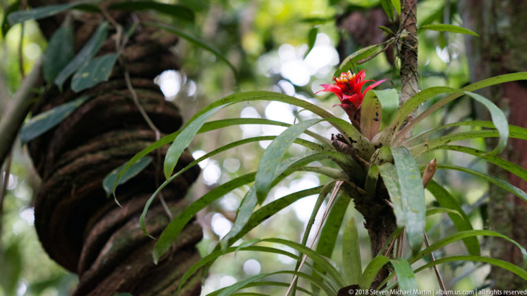 Red-flowering bromeliad with long green leaves growing epiphytically on a rainforest tree.