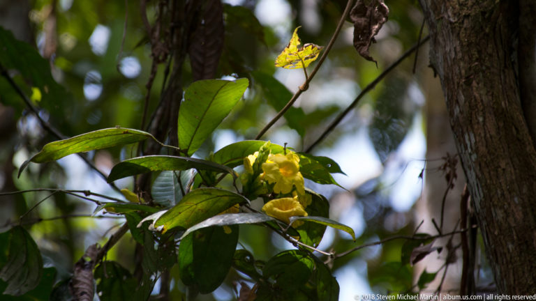 Clusters of bright yellow flowers among glossy green leaves beside a rainforest tree trunk.
