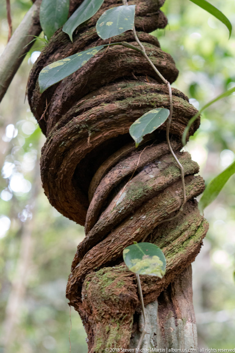 Large woody liana coiled tightly around a rainforest tree trunk with smaller vines and leaves.