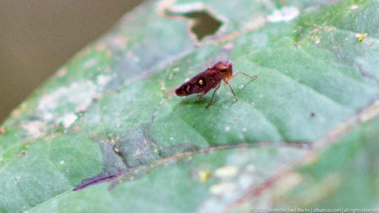 Small reddish-brown true bug with long antennae standing on a damaged green leaf.