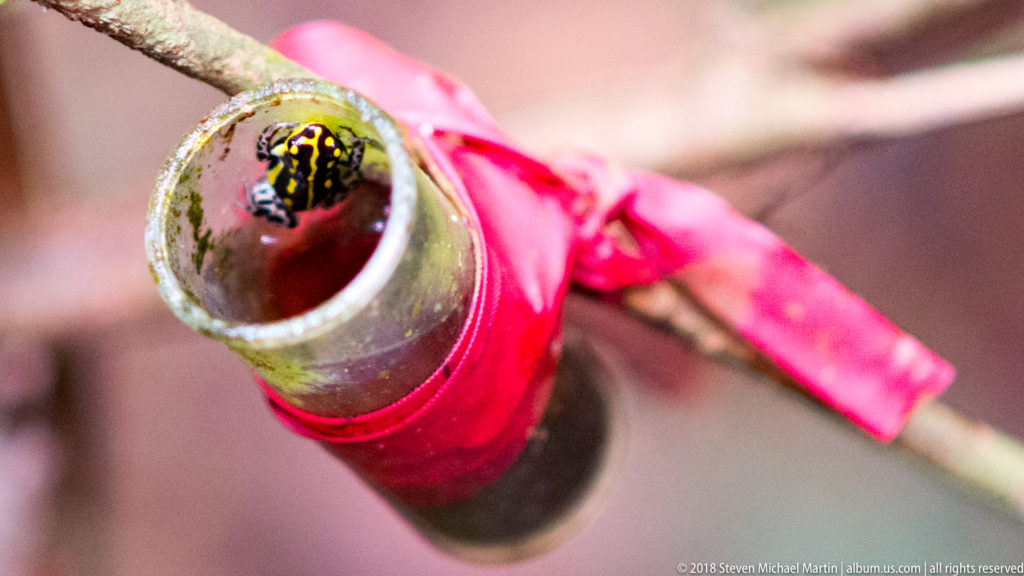 Small black-and-yellow poison dart frog inside the open end of a hollow tube wrapped with red tape.