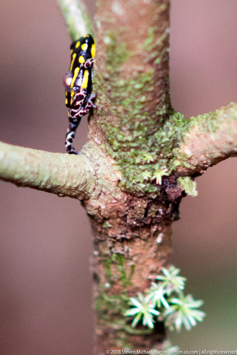 Black-and-yellow poison dart frog gripping a moss-covered tree trunk at a branch junction.