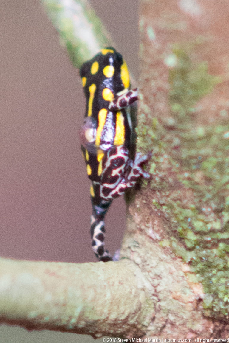 Black-and-yellow poison dart frog climbing a mossy tree trunk above a horizontal branch.