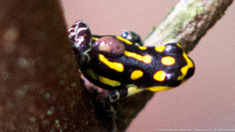 Close dorsal view of a black poison dart frog with bright yellow spots climbing beside a tree trunk.