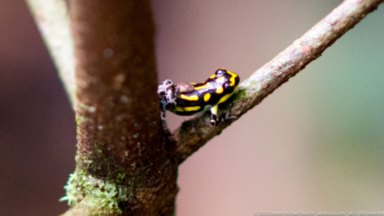Black-and-yellow poison dart frog climbing upward at the fork of a small tree branch.