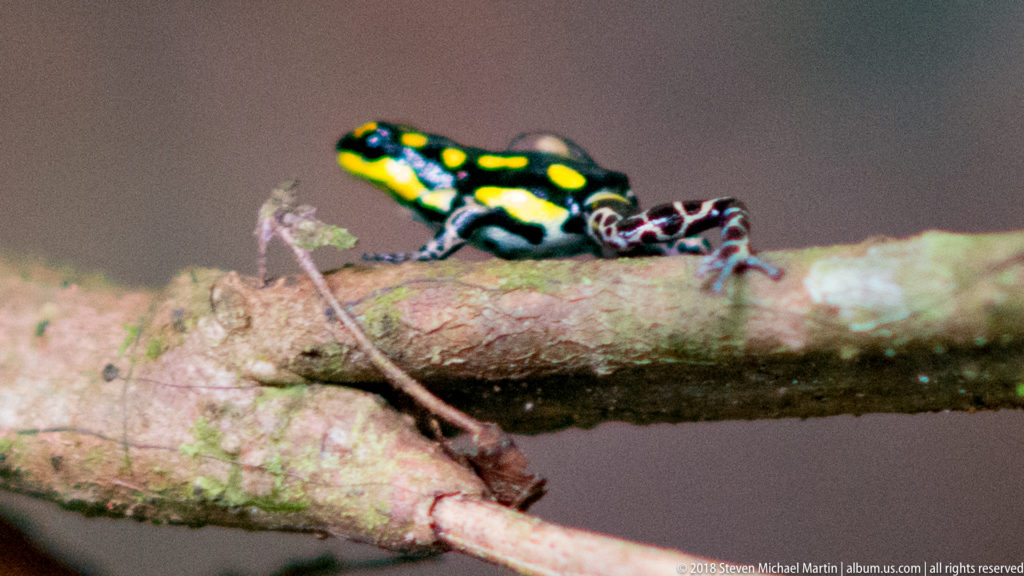 Full side profile of a black-and-yellow poison dart frog stretched along a horizontal branch.