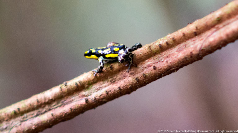 Black-and-yellow poison dart frog moving along a slender diagonal branch against a blurred background.