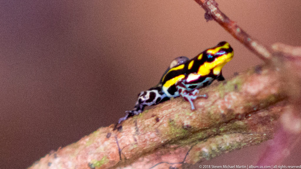 Side profile of a black-and-yellow poison dart frog standing on a sloping branch.