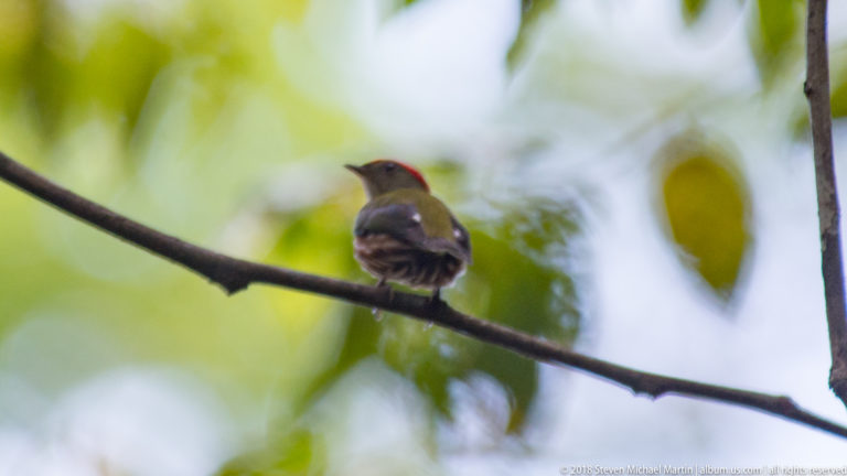 Rear three-quarter view of a small olive bird with red crown perched on a sloping branch.
