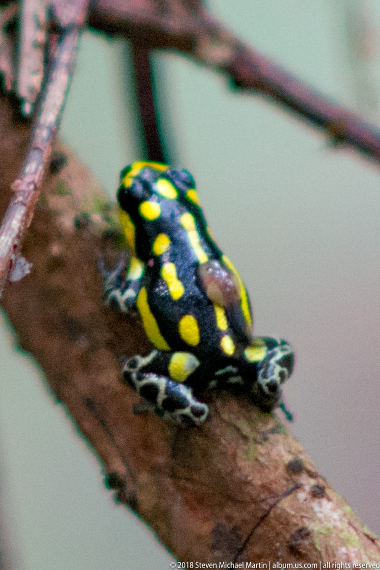 Black-and-yellow poison dart frog crouched low on a branch with patterned hind legs visible.