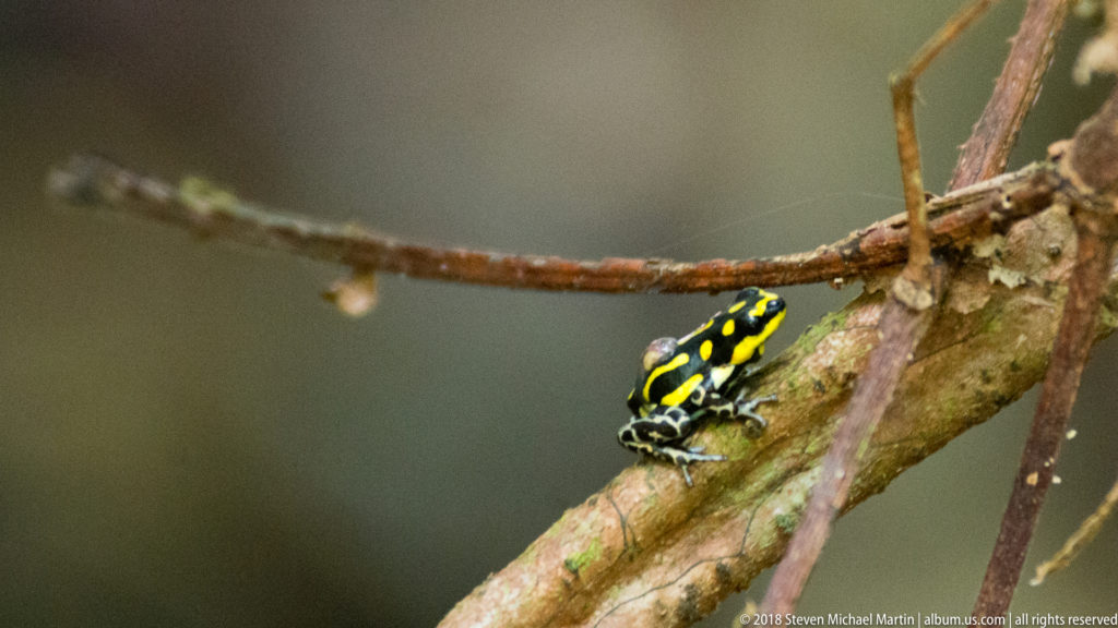 Small black-and-yellow poison dart frog perched side-on on a diagonal woody stem.