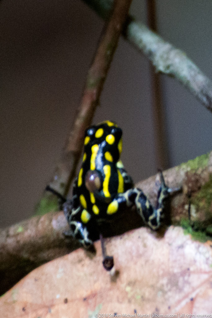 Rear view of a black-and-yellow poison dart frog resting across a horizontal branch.