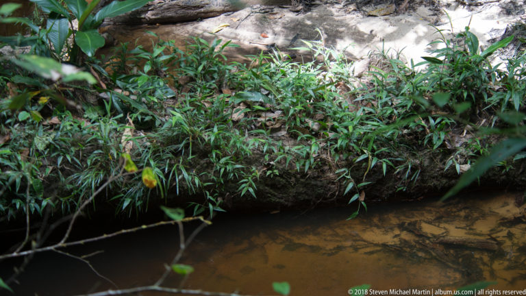 Narrow muddy rainforest stream bordered by dense green plants, exposed soil, and roots.