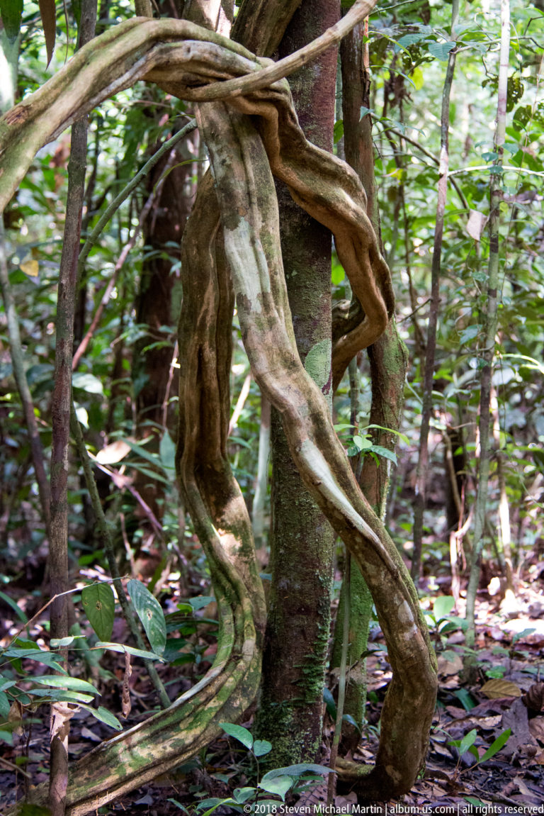 Thick woody lianas twisting around a standing tree in dense tropical rainforest understory.
