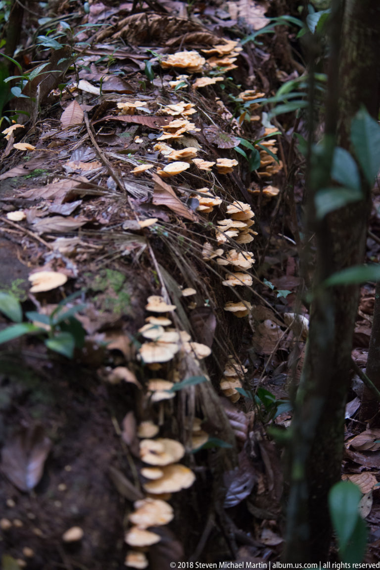 Pale shelf fungi growing in rows across decaying wood among brown rainforest leaf litter.
