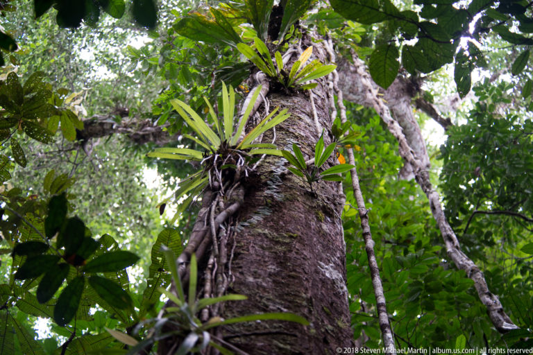 Large rainforest tree trunk supporting clusters of epiphytic plants amid dense green understory vegetation.