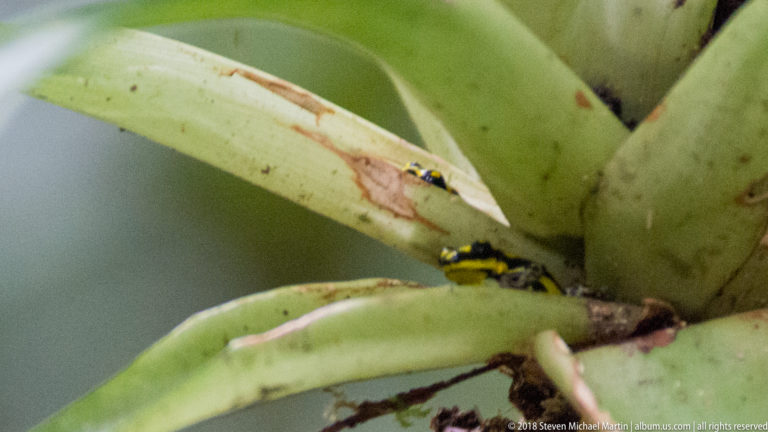 Small black-and-yellow poison dart frog partly concealed at the base of a green bromeliad.
