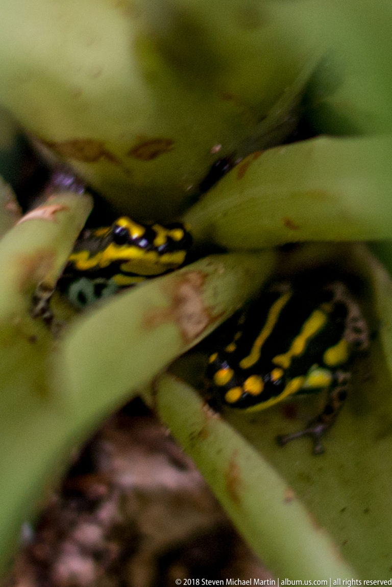 Two black-and-yellow poison dart frogs partly hidden between thick green bromeliad leaves.