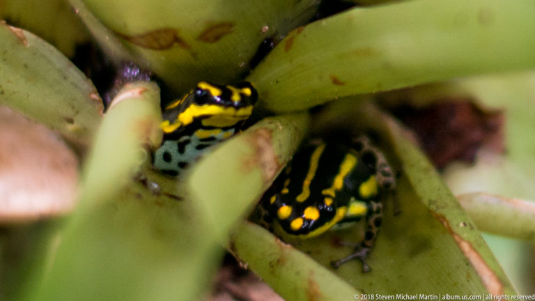 Two black-and-yellow poison dart frogs nestled among overlapping green bromeliad leaves.