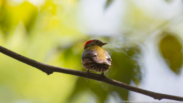 Close rear view of a small olive bird with vivid red crown and pale-barred folded wings.