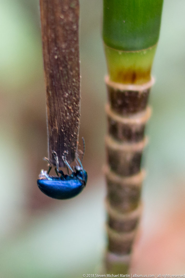 Small dark arthropods clustered beneath a glossy blue-black cut plant stem beside a segmented green stalk.