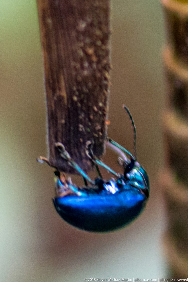Side view of an elongated metallic blue beetle gripping the lower edge of a vertical brown stem.