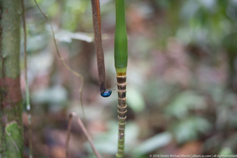 Small metallic blue beetle at the lower tip of a hanging segmented stem against blurred green forest.