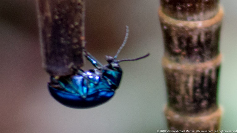 Metallic blue beetle hanging beneath a dark cut stem with antennae and legs projecting outward.