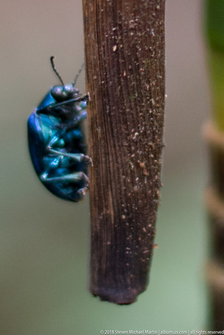 Iridescent blue beetle clinging around the side of a vertical brown plant stem.