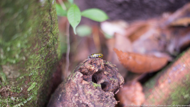 Tiny black-and-yellow striped poison frog perched atop broken decaying wood in a rainforest setting.
