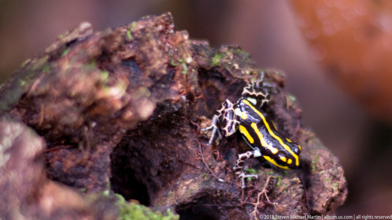 Frog Valley (Peru)