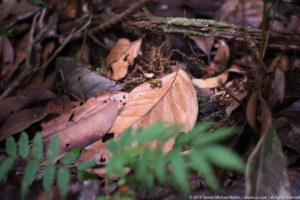 Tiny green-brown frog resting on a dry tan leaf amid twigs and rainforest leaf litter.