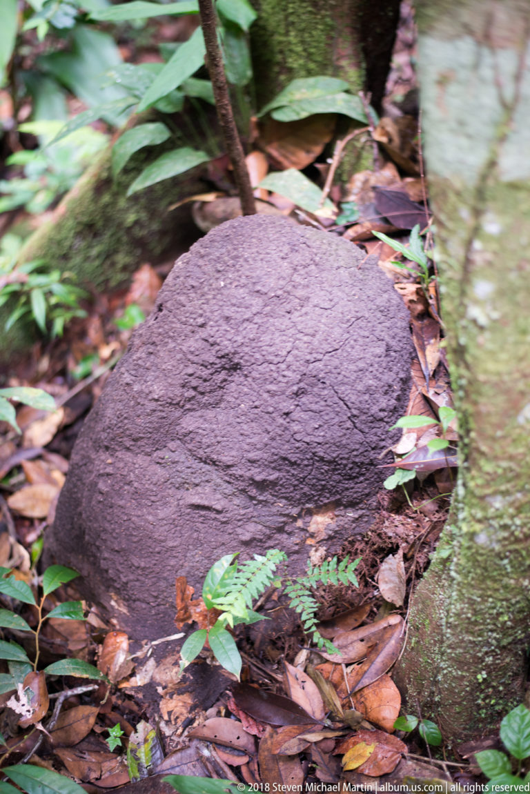 Rounded dark mound with a cracked surface lying among leaf litter and small plants beside a tree base.