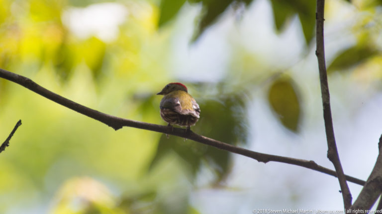 Small red-crowned olive bird perched on a horizontal branch against bright blurred rainforest foliage.