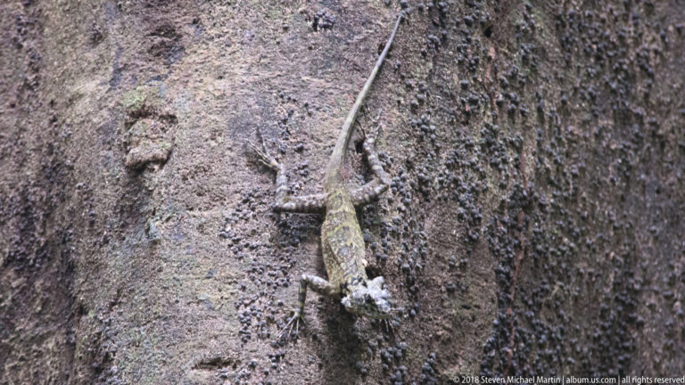 Head-down mottled lizard centered on a rough tree trunk, with a long straight tail and splayed limbs.