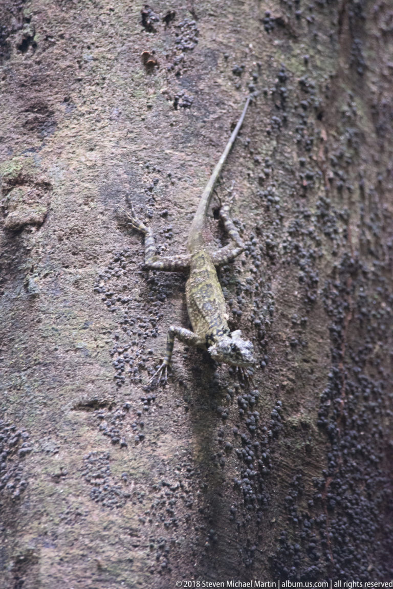 Long-tailed mottled lizard clinging diagonally to a broad vertical tree trunk.