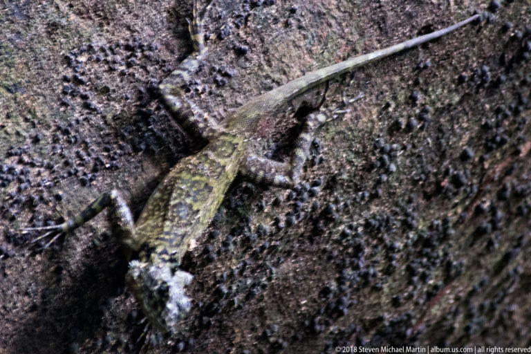 Close dorsal view of a mottled long-tailed lizard flattened against coarse dark tree bark.