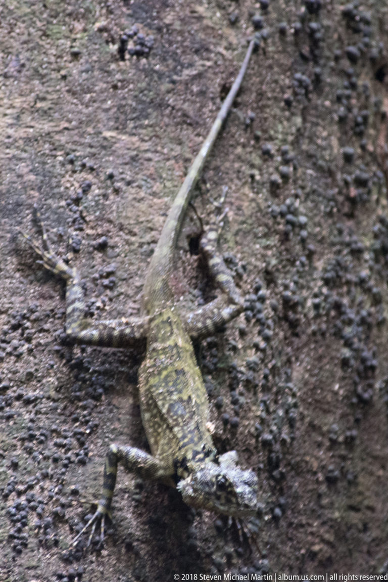 Dorsal view of a long-tailed mottled lizard spread across rough tree bark with four limbs extended.