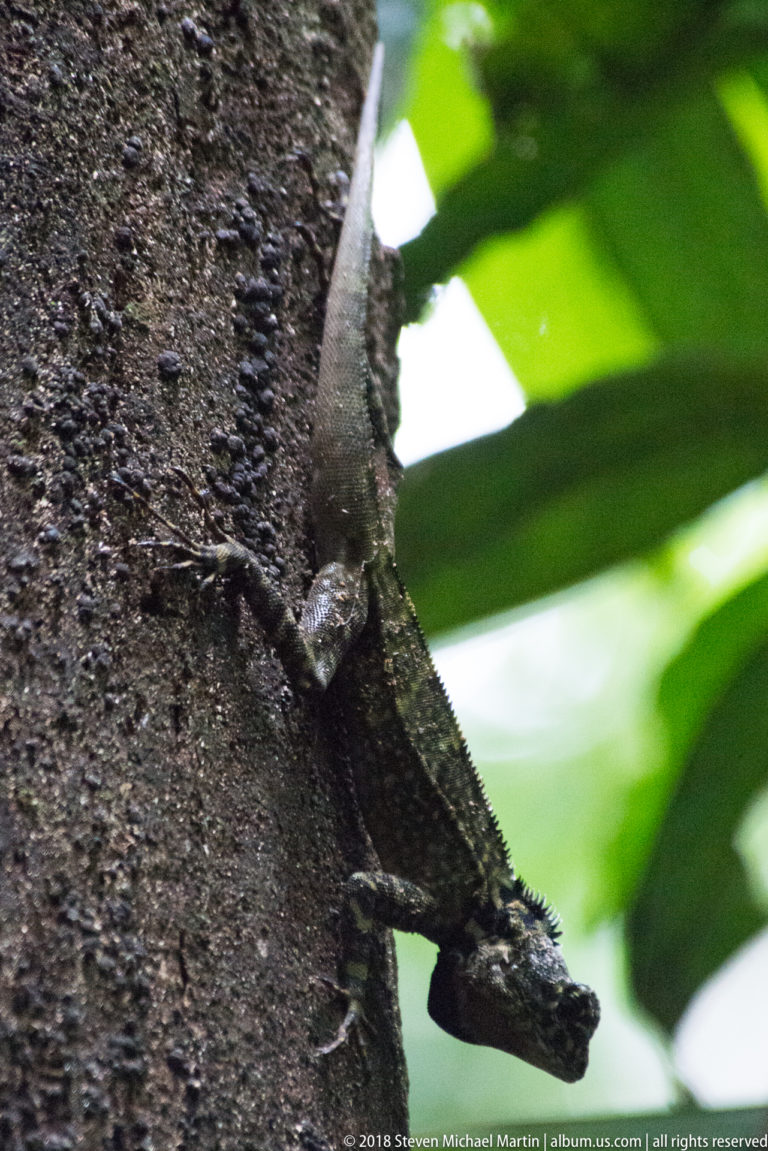 Close profile of a mottled green-brown lizard gripping dark tree bark with long toes and tail.